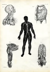 筋肉、1863-79